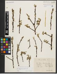 Foto von Salix appendiculata Vill.